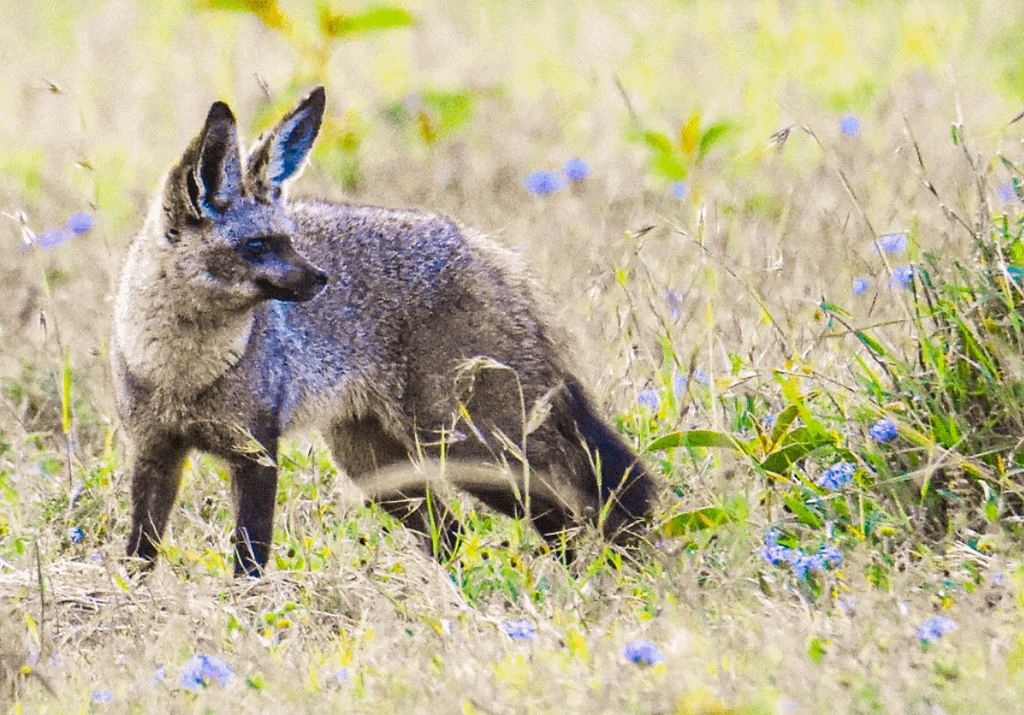 bat eared fox